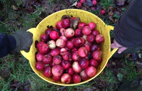 Apple picking for Sally Cider